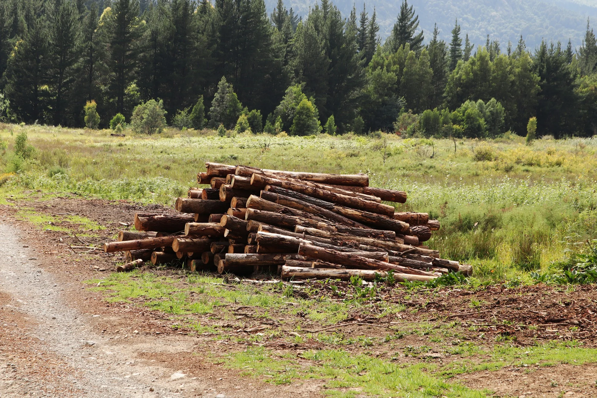 Schluss mit Abholzung: Wie ein neues EU-Gesetz unsere Landwirtschaft verändern könnte